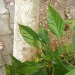 Capsicum baccatum Leaf