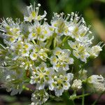 Toxicoscordion paniculatum 花