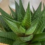 Haworthia limifolia Leaf