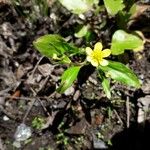 Ranunculus ophioglossifolius Blodyn