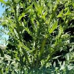 Cirsium discolor Hoja