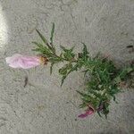 Oenothera tetraptera Flower