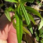 Hypericum densiflorum Leaf