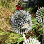 Echinops sphaerocephalusFlower