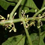 Hoffmannia nicotianifolia Fruit