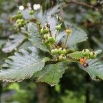 Sorbus mougeotii Levél