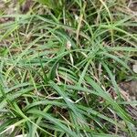 Carex digitata Характер