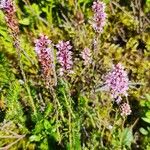 Erica spiculifolia Habit