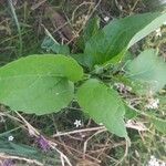 Rudbeckia occidentalis Fuelha