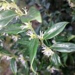 Sarcococca orientalis Květ