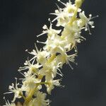 Anredera cordifolia 花