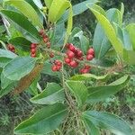 Ilex cassine Frucht