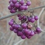 Callicarpa bodinieri 果實