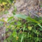 Lolium rigidum Leaf