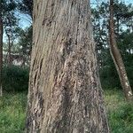 Cupressus pendula Rinde