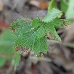 Potentilla simplex Feuille