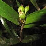 Scaphyglottis imbricata Fruto