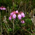 Phyllodoce empetriformis Blomst