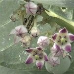 Calotropis procera 花