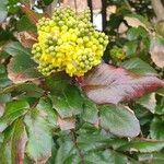 Berberis repens പുഷ്പം