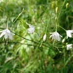 Anthericum ramosumBlomst