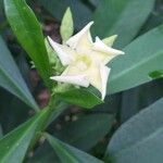 Thevetia ahouai Flower