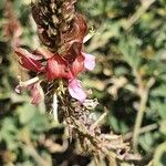 Indigofera schimperi Flower