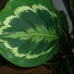 Maranta cristata Hoja