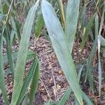 Phyllostachys sulphurea Hoja