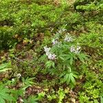 Cardamine heptaphylla 花