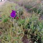 Echium creticum Flower