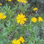 Euryops chrysanthemoidesKwiat