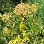 Heracleum mantegazzianum Alkat (teljes növény)