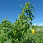 Amaranthus powellii Fruit