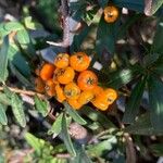 Pyracantha angustifolia Ffrwyth