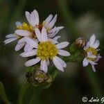Tripolium pannonicum 花