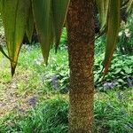 Cordyline indivisa Kéreg