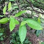 Ficus coronata Leaf