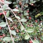 Cotoneaster franchetii Hoja