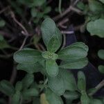 Salvia × jamensis Leaf