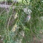 Melaleuca alternifolia 叶