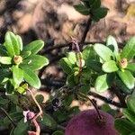 Vaccinium macrocarpon Лист