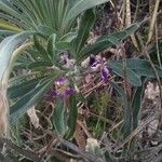 Matthiola incana Flor