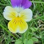 Viola arvensisപുഷ്പം