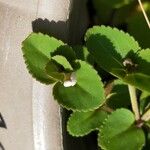 Vandellia diffusa Leaf