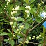 Exochorda racemosa Kukka