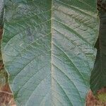 Solanum paniculatum Blatt