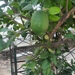 Citrus × limon Vaisius