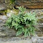 Asplenium ruta-muraria Blad