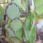 Kalanchoe laxiflora Leaf